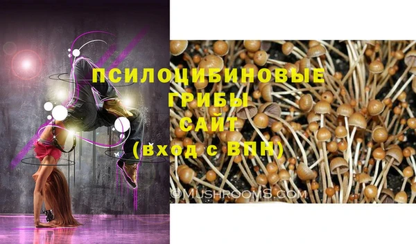 гашик Пересвет